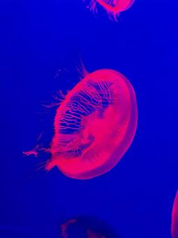 Jellyfish, JPG Jellyfish, JPG