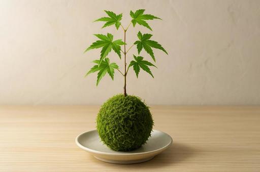 苔玉の完成品と盆栽風景・和の暮らし・エコ 苔玉の完成品と盆栽風景・和の暮らし・エコの写真