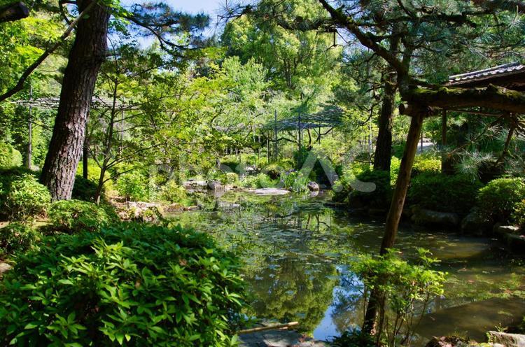 平安神宮神苑の庭の池   京都　日本 庭の池,池,お庭の写真素材
