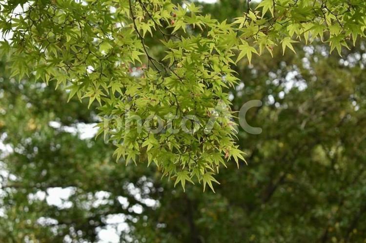 初夏の青もみじ 紅葉,青紅葉,もみじの写真素材