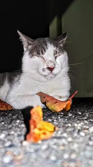 ブラシング後は…眠いにゃ〜 猫,にゃんこ,catの写真素材