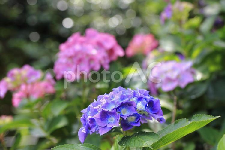 色とりどりのアジサイの花 アジサイ,あじさい,6月の写真素材
