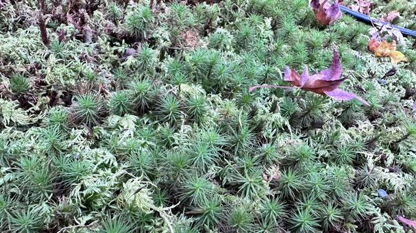 Photo, moss, kyoto, grass, 