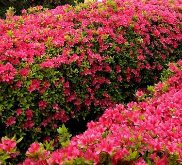 満開のツツジ ツツジ,赤,満開の写真素材