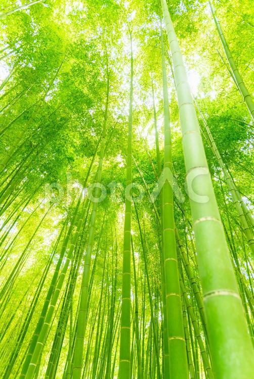 青々とした竹林を見上げフィーリング効果 竹,竹藪,竹林の写真素材