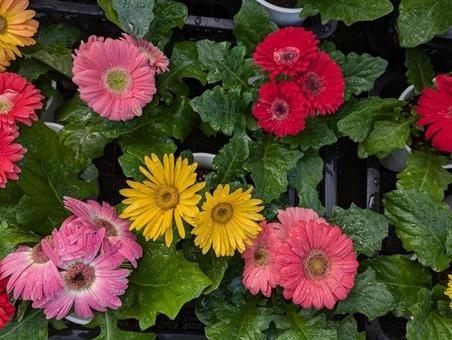 Gerbera daisies galore, JPG Gerbera daisies galore, JPG