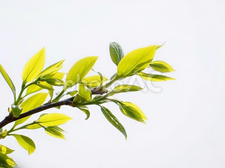 【植物写真】柿の木の新葉 柿,カキ,木の写真素材