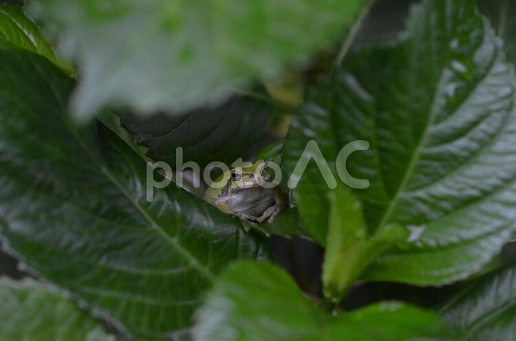雨を待つカエル カエル,蛙,紫陽花の写真素材