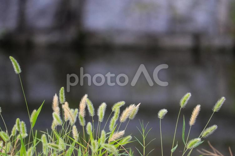 水路の脇のネコジャラシ エノコログサ,ネコジャラシ,草の写真素材