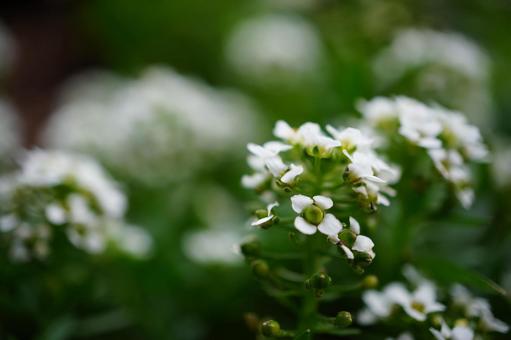 スイートアリッサム スイートアリッサム,花,白の写真素材
