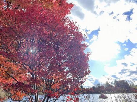 紅葉 紅葉,秋,自然の写真素材