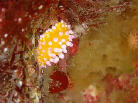 イガグリウミウシの写真