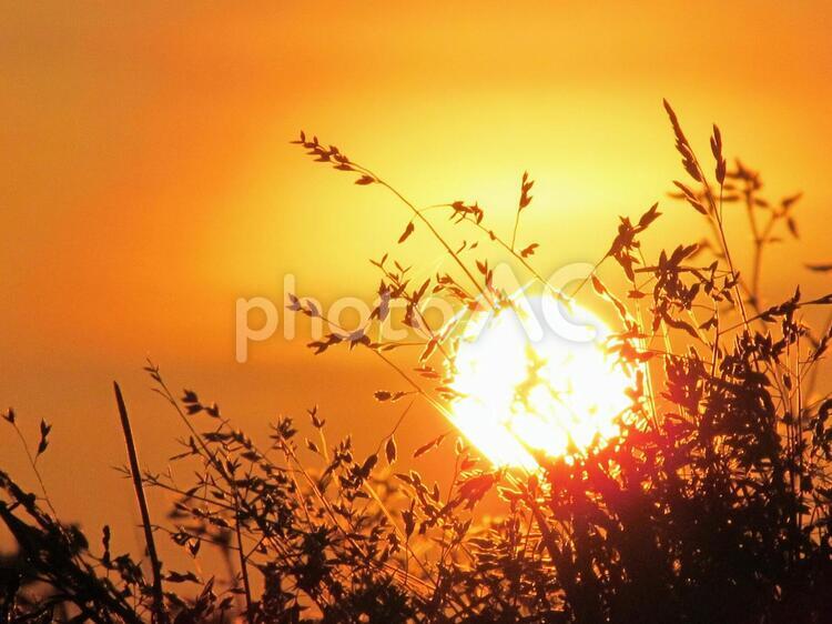 夕日と植物 夕日,夕空,太陽の写真素材