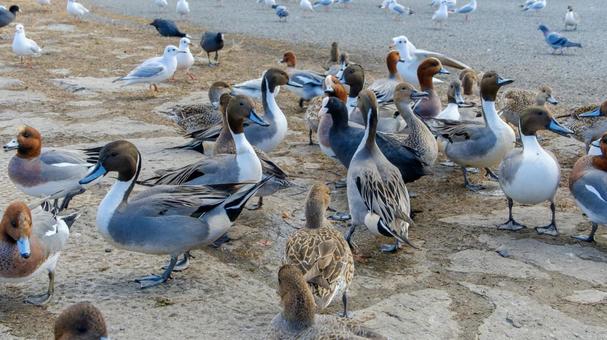 多種多様な冬鳥が集まる岸辺の光景 多種多様な冬鳥が集まる岸辺の光景 カモ,ヒドリガモ,オナガガモの写真素材