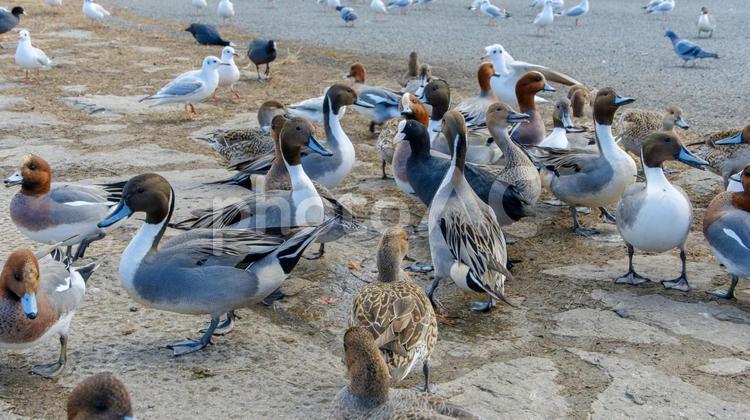 多種多様な冬鳥が集まる岸辺の光景 カモ,ヒドリガモ,オナガガモの写真素材