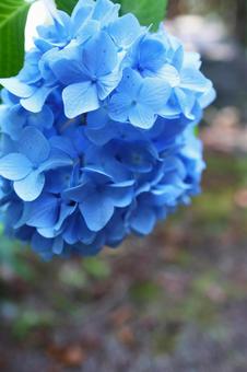 Photo, hydrangea, june, it's beautiful, 