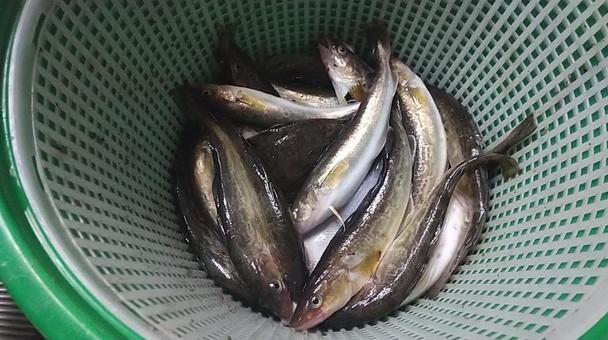 釣果 釣り,魚つり,魚の写真素材