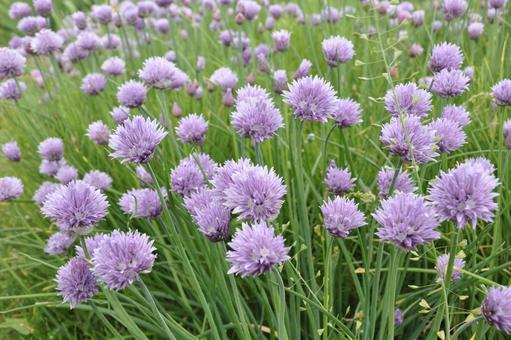 チャイブ2 チャイブ2 チャイブ,紫の花,紫の写真素材