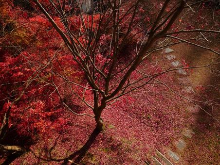 背景に合う紅葉 秋,紅葉,自然の写真素材