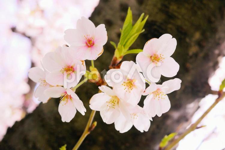 ピンクの桜と幹 サクラ,光,太陽の写真素材