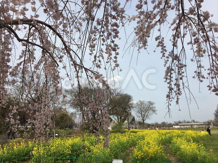 枝垂れ桜と菜の花 菜の花,黄色,春の写真素材