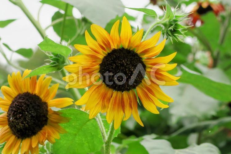 ひまわり　sunflower ひまわり,向日葵,ヒマワリの写真素材