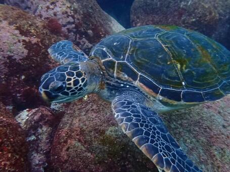 アオウミガメ ウミガメ,海,顔の写真素材