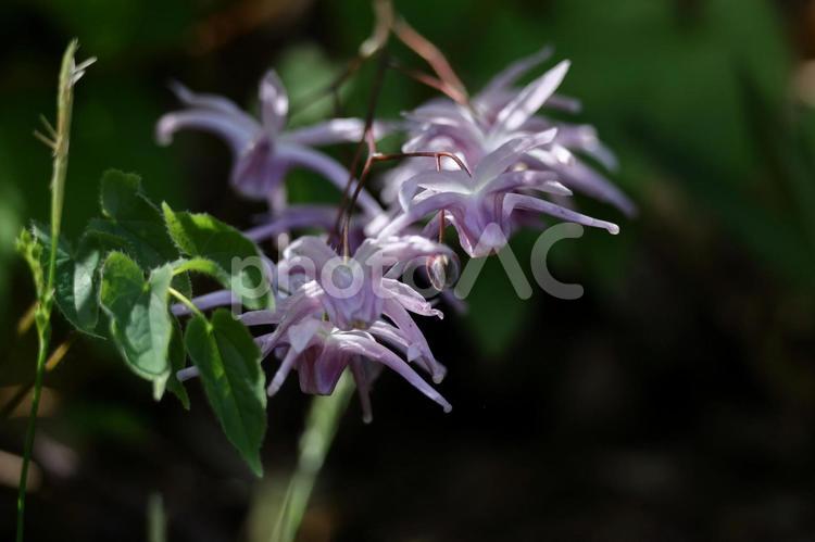船の錨に似た花 イカリソウ(錨草,碇草),花の写真素材