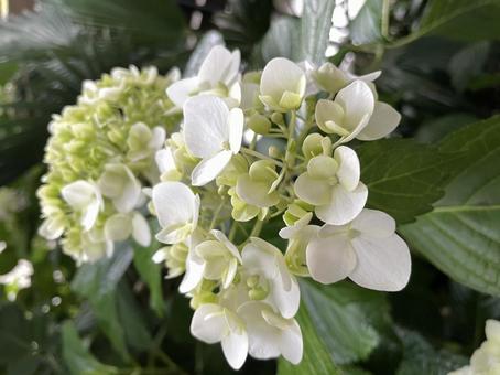 白いアジサイ 白いアジサイ 白い花,紫陽花,花の写真素材