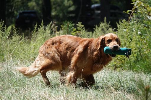 The Retrievers The Retrievers 犬,大型犬,レトリーバーの写真素材
