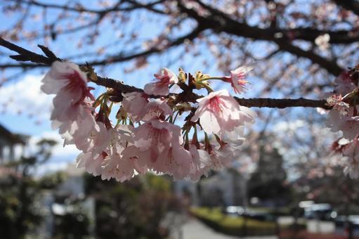 Photo, sakura, cherry blossoms, cherry-blossom viewing, 