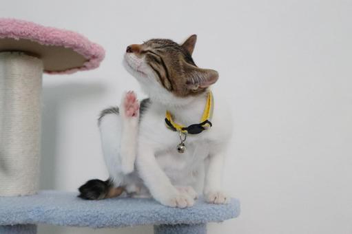 子猫J 子猫,ねこ,ネコの写真素材