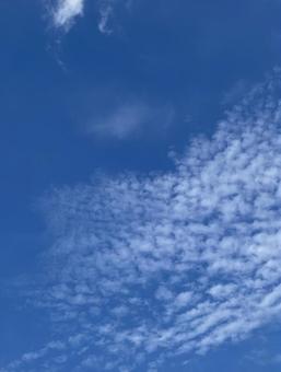 いわし雲 1 いわし雲 1の写真