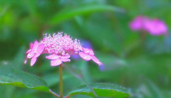 Flower pattern - Hydrangea - Lace Hydrangea, flower, hydrangea, hakuji hydrangea, JPG