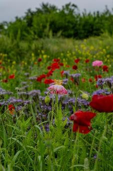 こうのす花まつり2025年 こうのす花まつり2025年の写真