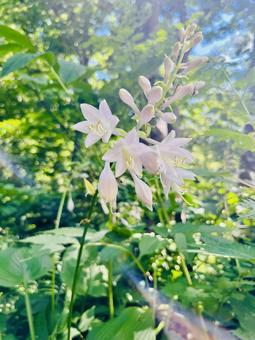 花 花の写真