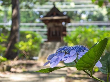 あじさい園の青い紫陽花 あじさい園の青い紫陽花の写真