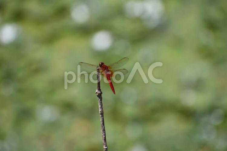 【夏の終わり】枝に止まる赤とんぼ 赤とんぼ,赤トンボ,トンボの写真素材