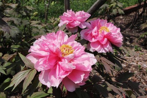 Photo, button, shrub, ohno flower, 