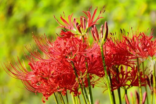 Cluster of red spider lilies-4, JPG Cluster of red spider lilies-4, JPG