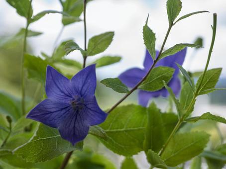 夏に静かに咲く桔梗の花 夏に静かに咲く桔梗の花 桔梗,クローズアップ,夏の草花の写真素材