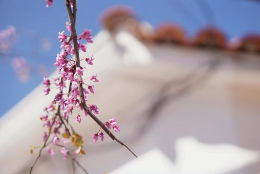 白い家をバックにした鮮やかなピンクの花 白い家をバックにした鮮やかなピンクの花の写真