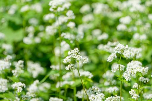 一面に咲く白い蕎麦の花 一面に咲く白い蕎麦の花の写真