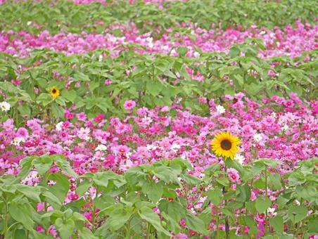 A collaboration of cosmos fields and sunflowers, JPG