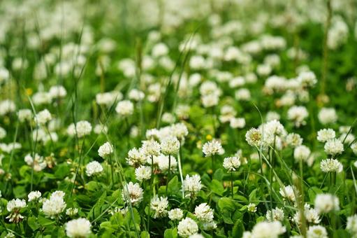 シロツメクサの花が咲く春の草原 シロツメクサの花が咲く春の草原の写真