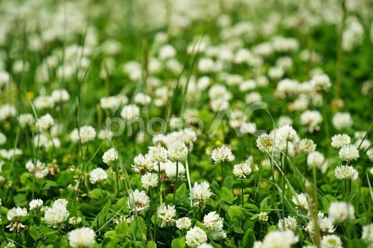 シロツメクサの花が咲く春の草原 シロツメクサ,クローバー,白詰草の写真素材