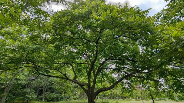 くるみの樹 くるみの樹 クルミ,風景,緑の写真素材