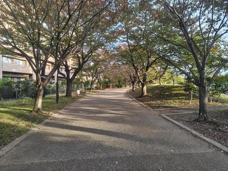 秋のソメイヨシノの写真