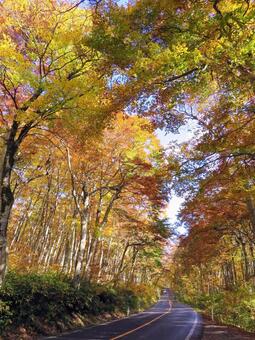 紅葉のトンネル/大山環状道路 紅葉,大山,ブナ林の写真素材