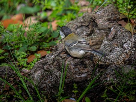 地面を歩くシジュウカラ 地面を歩くシジュウカラの写真